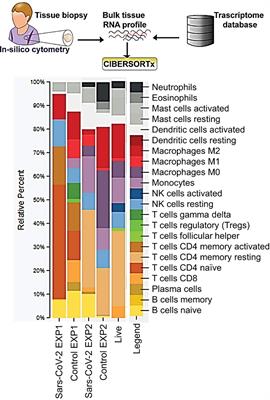 Activation of Intracellular Complement in Lungs of Patients With Severe COVID-19 Disease Decreases T-Cell Activity in the Lungs